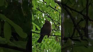 cat listen an amazing bird song