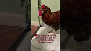 These two chickens lost their feet to frostbite, but the best is still ahead  #animalrescue