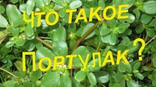 ПОРТУЛАК ЧТО ЭТО ТАКОЕ. БУДУ ГОТОВИТЬ И ЛЕЧИТЬСЯ,