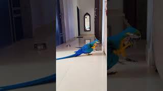 Reo lily playing  #macaw #lovebirds #africangrey #parrot #loveydovey #cockatiel #budgies