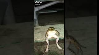 frog vibe