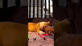 Puppies pick their collars￼ 1st litter of American bully #sfb #americanbully #santosfamilybullies
