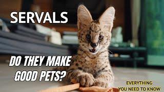 Serval Cats: Do They make good pets?  [2022]