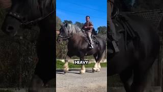 Is This the Biggest Horse Ever?
