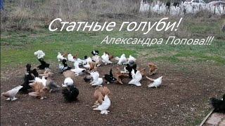 #Статные_голуби Попова Александра.