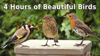 Sounds for Cats : 4 HOURS of Beautiful Garden Birds