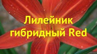 Лилейник гибридный Рэд. Краткий обзор, описание характеристик, где купить саженцы hemerocallis Red