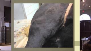 Show Cattle Veterinary and Health Considerations   Dr. Gary Warner, DVM