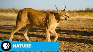 NATURE | The Story of Cats | Asia to Africa | Preview| PBS