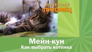 Как выбрать котенка породы мейн кун