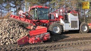 Die rote Rübenmaus - LKW Rübenverladung Rübenernte Nordzucker mouse loader loading sugar beet 2018