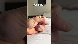 Other Birds Vs My Bird #cute #laugh #birds #parrot #funny #fun