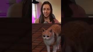 Cat V. Judgment Goons