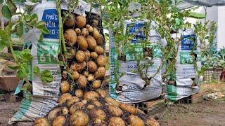 Pourquoi les pommes de terre poussent-elles dans des sacs de terre contenant autant de tubercules ?