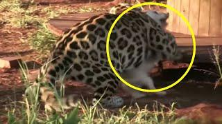 An aggressive jaguar attacked the dog, but no one expected what happened in a moment