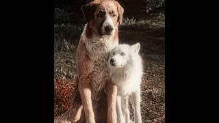 "Buck’s Kindness Stuns" - The Call of the Wild Edit | Камин - EMIN & JONY (slowed & reverb)