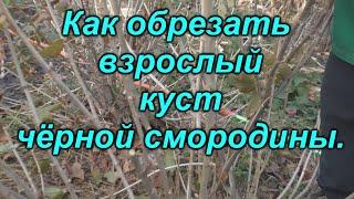 Правильная обрезка 3-х летнего куста черной смородины - залог высокого урожая!