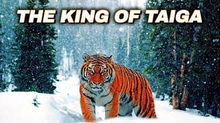 Amur Tiger: The LARGEST Predatory Cat In The World