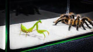 WHAT WILL BE IF THE MANTIS SEES THE BIG SPIDER