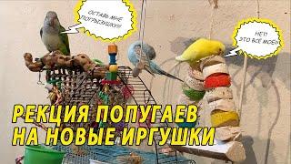 РЕАКЦИЯ МОИХ ПОПУГАЕВ НА НОВЫЕ ИГРУШКИ | ПОКУПКИ ДЛЯ ПОПУГАЕВ