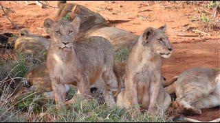 We Found Cute Baby Lions In The Wild