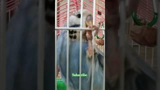 Budgerigar/ВОЛНИСТЫЙ попугай Чех #top #попугаи #популярное #shorts #budgerigar #волнистыйпопугайчик