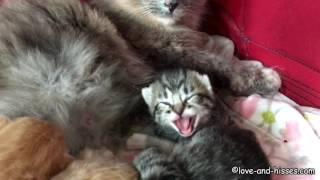 Terrifying hissy little 8 day old kitten