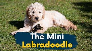 Mini Labradoodle: 11 Reasons This Dog Should Be Your Next Family Member!