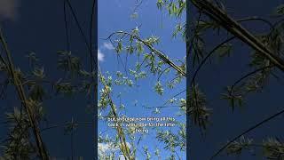 fixing a living structure? #Willow  #livingstructure #offgrid #offgridliving #offgridlife #farm