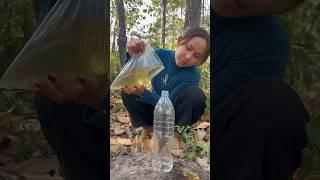 Survival Skills: easy methood saving water transfer to bottle #camping#bushcraft#water #smart