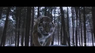 Tiger Roar vs Lion Roar - The Best Roars in Movie (part 1)