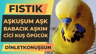 Konuşan Muhabbet Kuşu Fıstık | Aşkuşum Aşk Babacık Aşkım Cici Kuş Öpücük