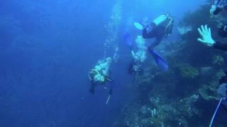 Eel Garden. Bali, Menjangan Island
