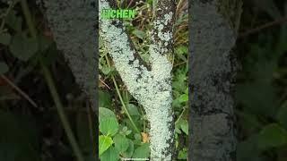 Lichen #lichen #plantscience4u