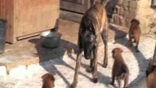 Puppies Bess de Alphaville Bohemia x Vasil Bono Campo.wmv