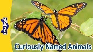 Mystery Animal Names! King Cobra, Komodo Dragon, Monarch Butterfly, Black Widow Spider| Little Fox