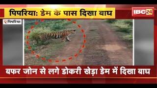 Pipariya Tiger News: बफर जोन से लगे डोकरी खेड़ा डेम में दिखा बाघ। डेम से निकल कर सड़क पर बैठा बाघ