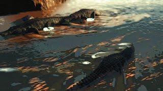 THE GIANT ALLIGATORS