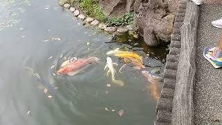 Imperial Palace Japan Fishies