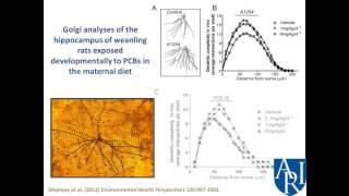 Environmental Toxins & Autism Spectrum Disorder - P. Lein, PhD