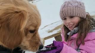 Собачий парк зимой \ Dog Park in the winter