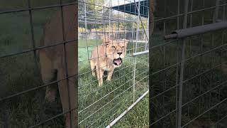 Good Night, Friends!  Sleepy Chloe Lion's Big Yawn