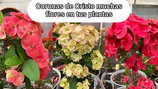 MI SECRETO  PARA EUPHORBIA MILLI Coronas siempre con muchas flores