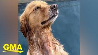 This golden retriever is inspiring us to get massages l GMA