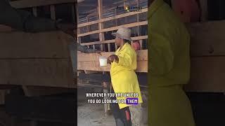 Marketing Goat Milk Through Unique ways @sue.the.farmer #agribusiness #dairygoats #kenyanfarmers
