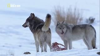 The Rise Of Black Wolf BY national geographic wild