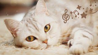 Healing Purr Music to Soothe and Calm Your Cat - Kitten Sleep Music