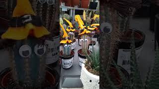 Halloween Cactus #shorts #shortsfeed #shortsvideo #cactus #halloween #design #plant #viral  #video