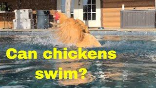 Chicken Tries to Fly After Swimming in My Pool! (Hilarious Escape Attempt)