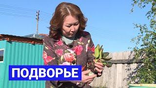 Как выращивать цветы на Севере - часть 2: Подворье (10.09.21)